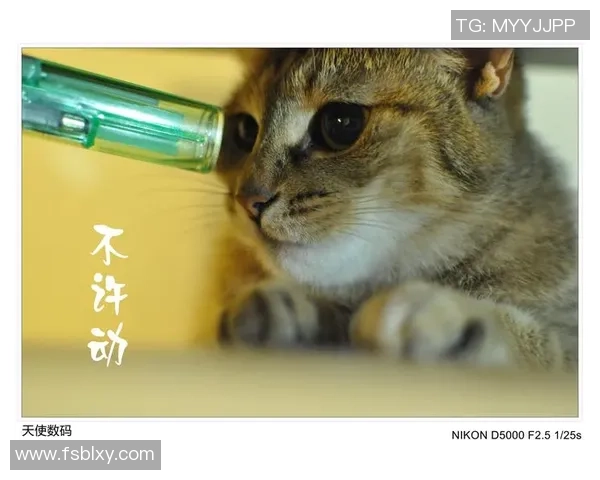 足球场上的猫咪爱好者揭秘那些热爱猫咪的足球明星们的趣事与故事